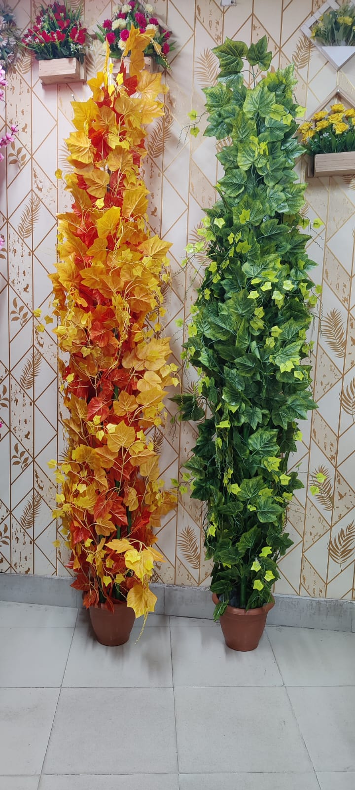 সেঞ্চুরি ফুল গাছ  ৭ ফিট ৪০০০ হাজার ৳