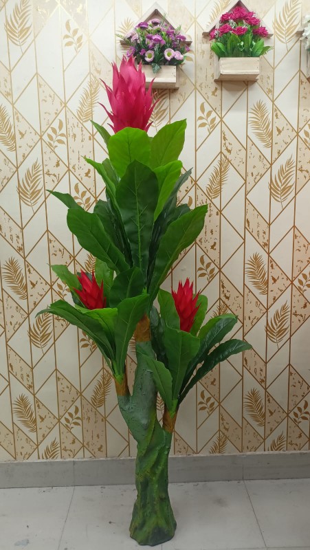 ড্রাগন ফুল গাছ ১ পিস ৪,৮০০ হাজার ৳