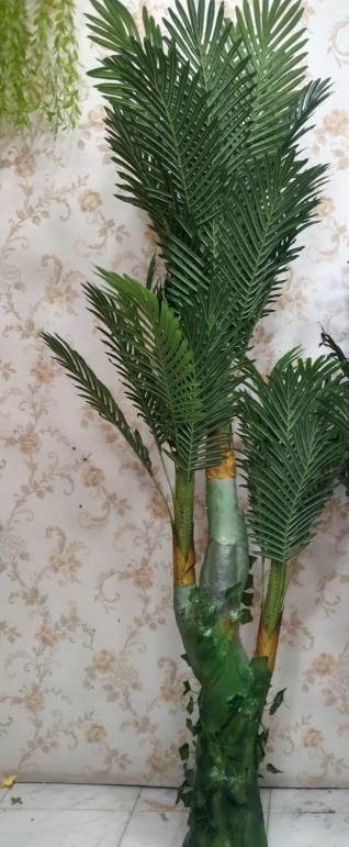 ড্রাগন ফুল গাছ ১ পিস ৪,৮০০ হাজার ৳